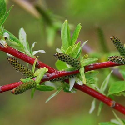 Salix integra 'Hakuro Nishiki' ~ Dappled Willow-ServeScape