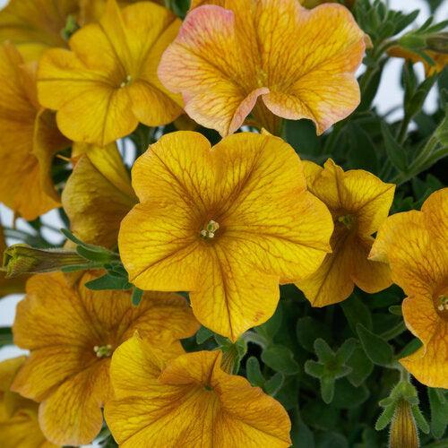 Petchoa 'SAKPXC029' ~ SuperCal® Premium Yellow Sun Petchoa-ServeScape