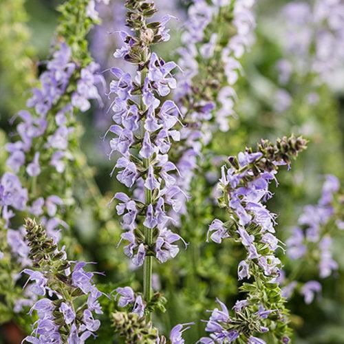 Salvia 'Crystal Blue' ~ PW® Color Spires® Crystal Blue Salvia-ServeScape