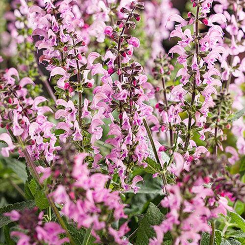 Salvia 'Pink Dawn' ~ Color Spires® Pink Dawn Salvia-ServeScape