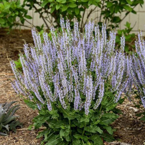 Salvia 'Crystal Blue' ~ PW® Color Spires® Crystal Blue Salvia-ServeScape