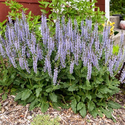 Salvia 'Crystal Blue' ~ PW® Color Spires® Crystal Blue Salvia-ServeScape