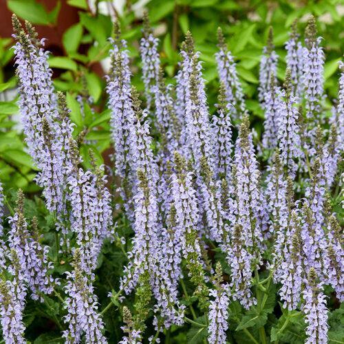 Salvia 'Crystal Blue' ~ PW® Color Spires® Crystal Blue Salvia-ServeScape