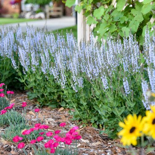Salvia 'Crystal Blue' ~ PW® Color Spires® Crystal Blue Salvia-ServeScape