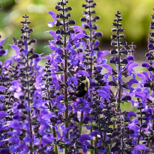 Salvia 'Indiglo Girl' ~ PW® Color Spires® Indiglo Girl Salvia-ServeScape