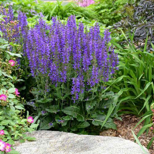 Salvia 'Indiglo Girl' ~ PW® Color Spires® Indiglo Girl Salvia-ServeScape