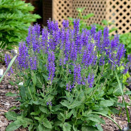Salvia 'Indiglo Girl' ~ PW® Color Spires® Indiglo Girl Salvia-ServeScape