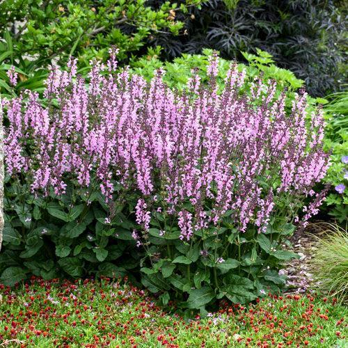 Salvia 'Pink Dawn' ~ Color Spires® Pink Dawn Salvia-ServeScape