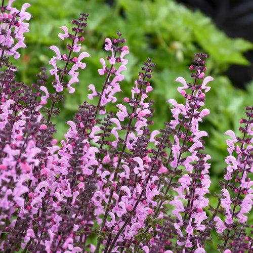 Salvia 'Pink Dawn' ~ Color Spires® Pink Dawn Salvia-ServeScape