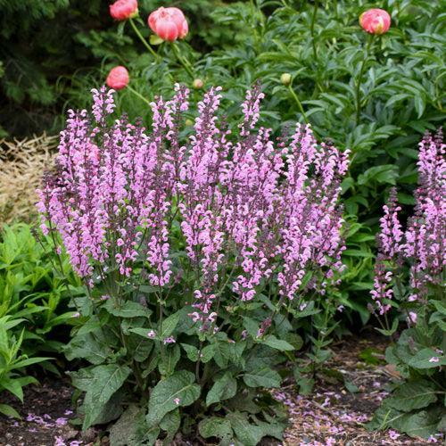 Salvia 'Pink Dawn' ~ Color Spires® Pink Dawn Salvia-ServeScape