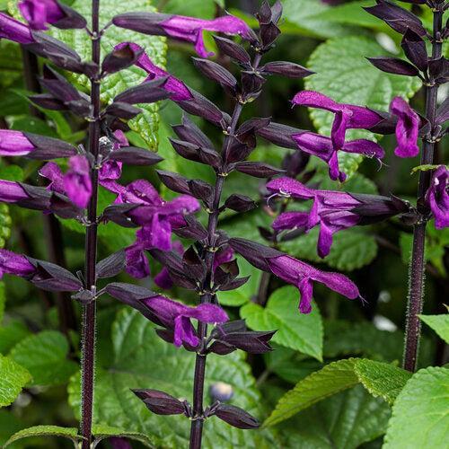 Salvia 'WNSVRDP23' ~ PW® Rockin'® Deep Purple Salvia-ServeScape