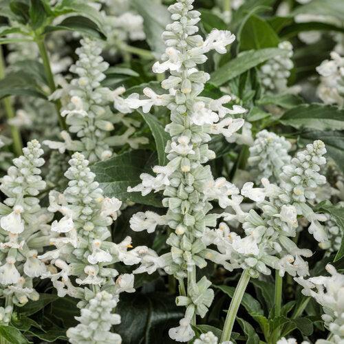 Salvia farinacea 'DPWSAFUWHT' ~ PW® Unplugged® White Salvia-ServeScape