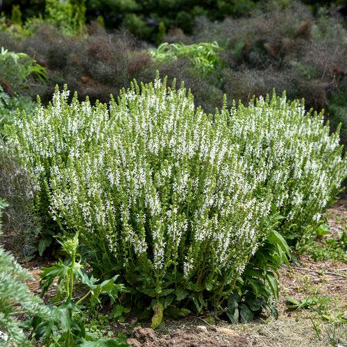 Salvia nemorosa ‘White Profusion’ ~ White Profusion Meadow Sage-ServeScape