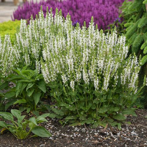 Salvia nemorosa ‘White Profusion’ ~ White Profusion Meadow Sage-ServeScape