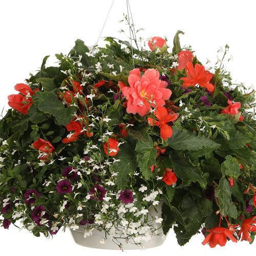 Begonia x tuberhybrida 'Illumination Orange' ~ Illumination® Orange Begonia-ServeScape