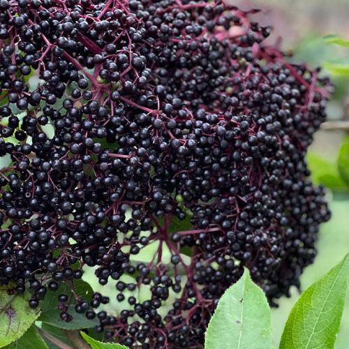 Sambucus nigra 'Bob Gordon' ~ Bob Gordon™ Elderberry-ServeScape