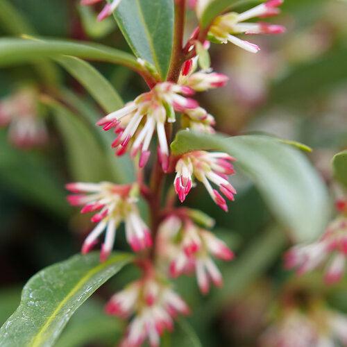 Sarcococca hookeriana 'Purplerij1' ~ Sweet & Lo™ Sweetbox-ServeScape