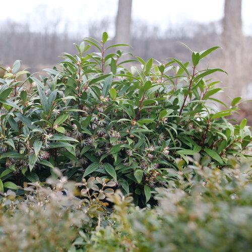 Sarcococca hookeriana 'Purplerij1' ~ Sweet & Lo™ Sweetbox-ServeScape