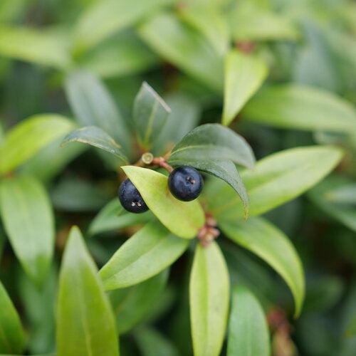 Sarcococca hookeriana 'Purplerij1' ~ Sweet & Lo™ Sweetbox-ServeScape