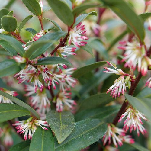 Sarcococca hookeriana 'Purplerij1' ~ Sweet & Lo™ Sweetbox-ServeScape