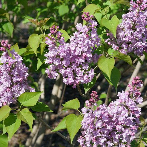 Syringa x hyacinthiflora 'SMNSHBBL' ~ Scentara® Double Blue Lilac-ServeScape