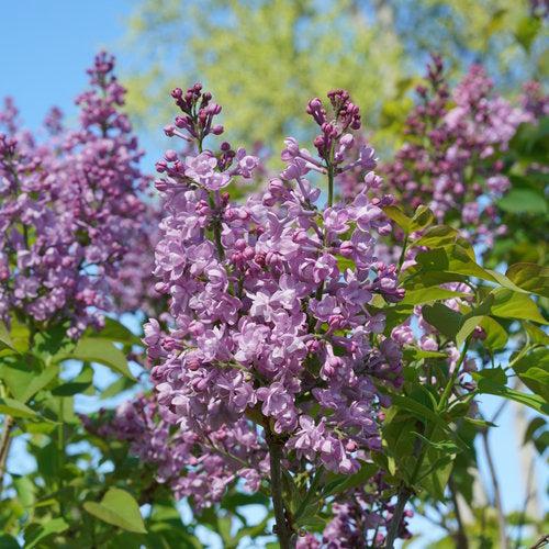 Syringa x hyacinthiflora 'SMNSHBBL' ~ Scentara® Double Blue Lilac-ServeScape