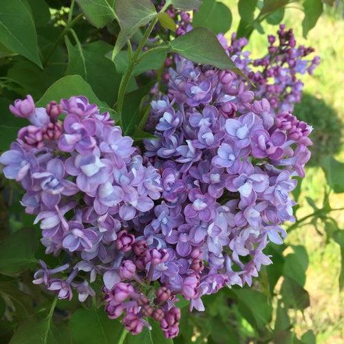 Syringa x hyacinthiflora 'SMNSHBBL' ~ Scentara® Double Blue Lilac-ServeScape