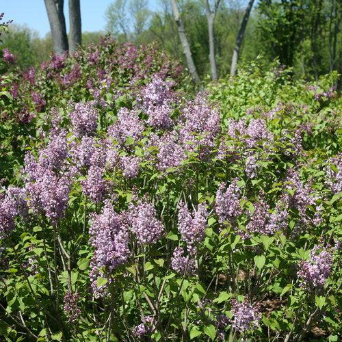 Syringa x hyacinthiflora 'SMNSHBBL' ~ Scentara® Double Blue Lilac-ServeScape