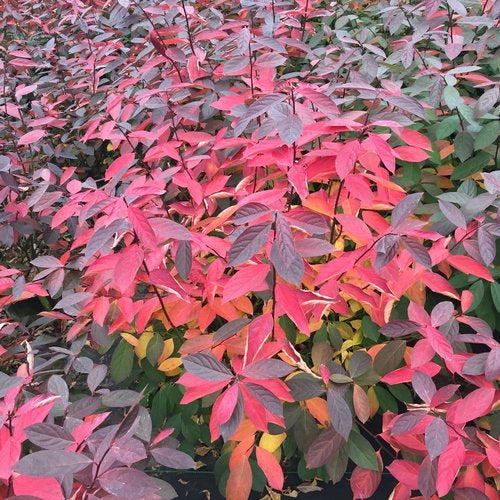 Itea virg Itea virginica 'SMNIVDFC' USPP 30,233 ~ Scentlandia® Sweetspire-ServeScape