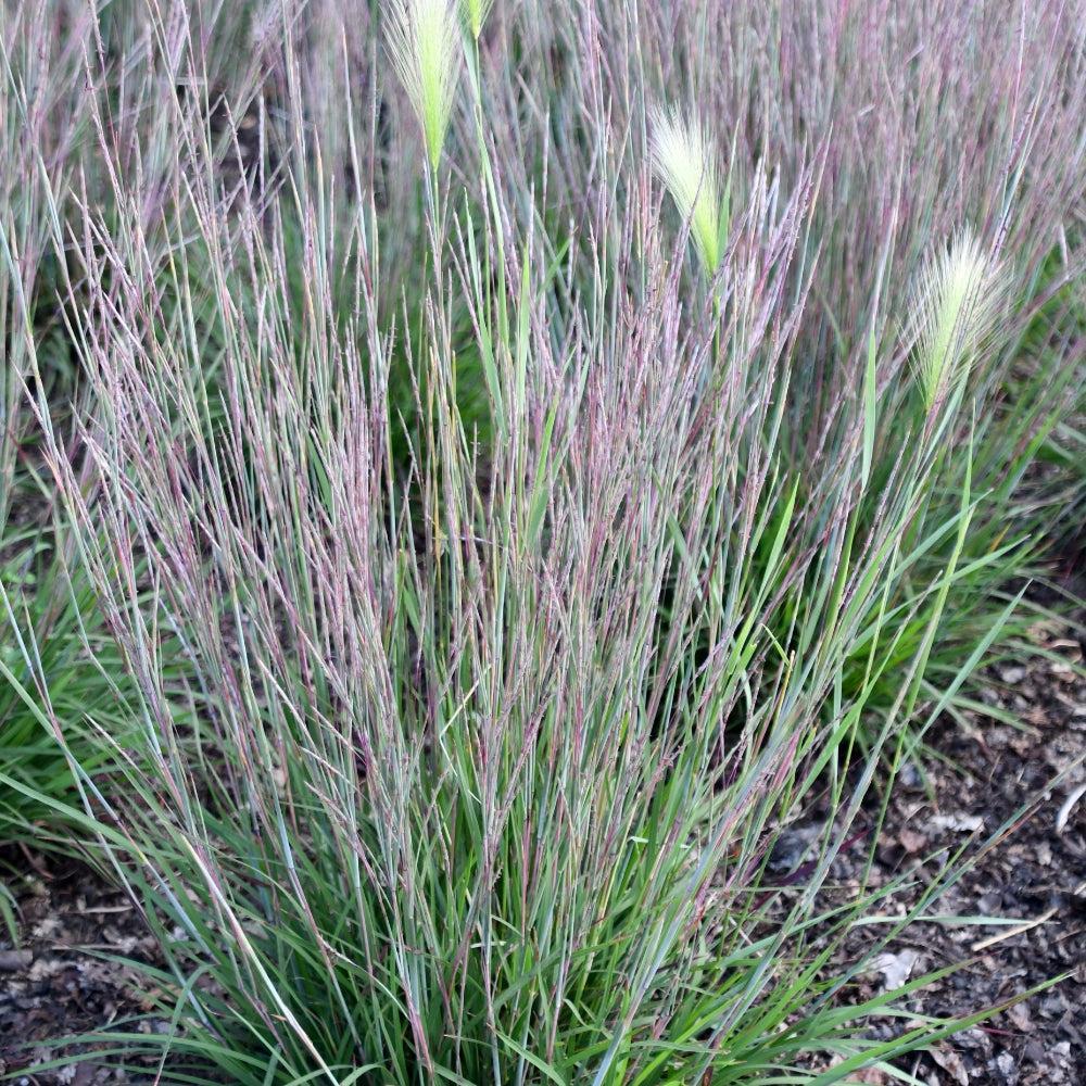 Schizachyrium scoparium 'Little Red Fox' ~ Little Red Fox Little Bluestem-ServeScape