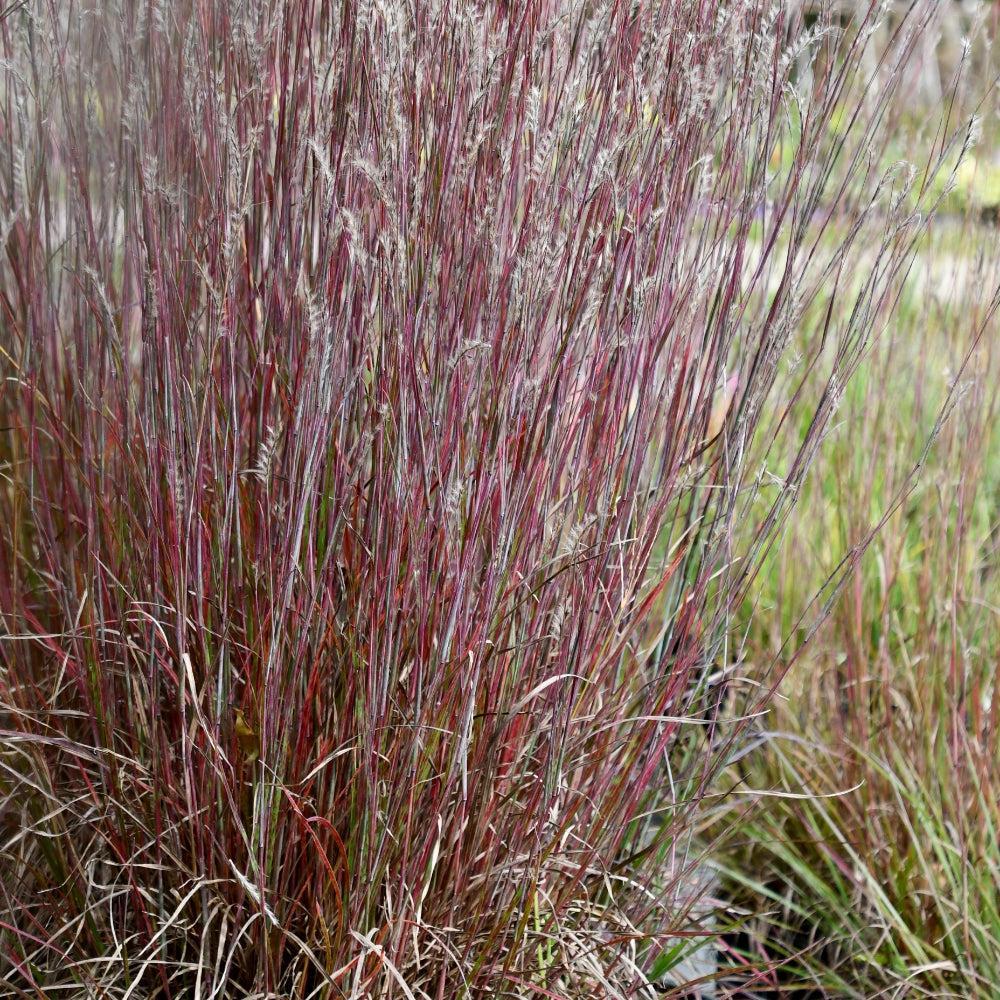 Schizachyrium scoparium 'Little Red Fox' ~ Little Red Fox Little Bluestem-ServeScape