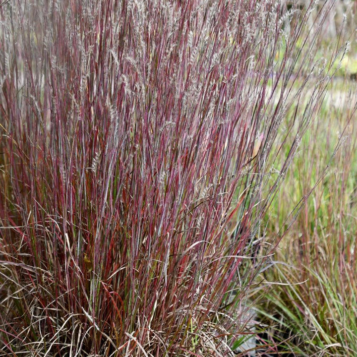 Schizachyrium scoparium 'Little Red Fox' ~ Little Red Fox Little Bluestem-ServeScape