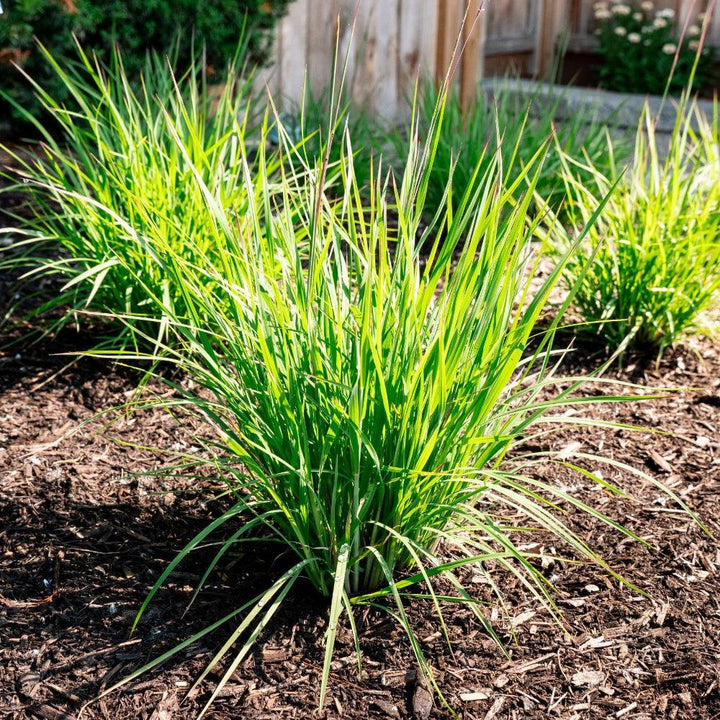Schizachyrium scoparium 'Little Red Fox' ~ Little Red Fox Little Bluestem-ServeScape