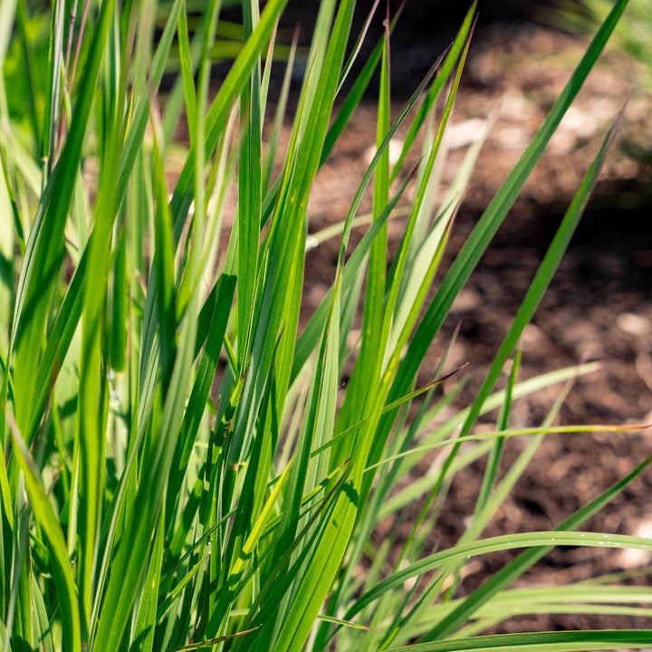 Schizachyrium scoparium 'Little Red Fox' ~ Little Red Fox Little Bluestem-ServeScape