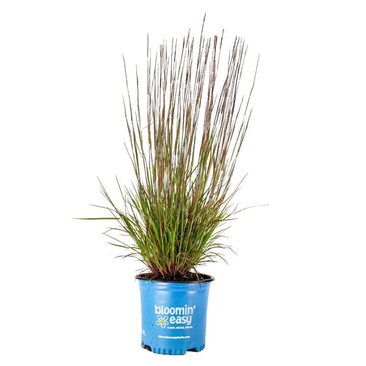 Schizachyrium scoparium 'Little Red Fox' ~ Little Red Fox Little Bluestem-ServeScape