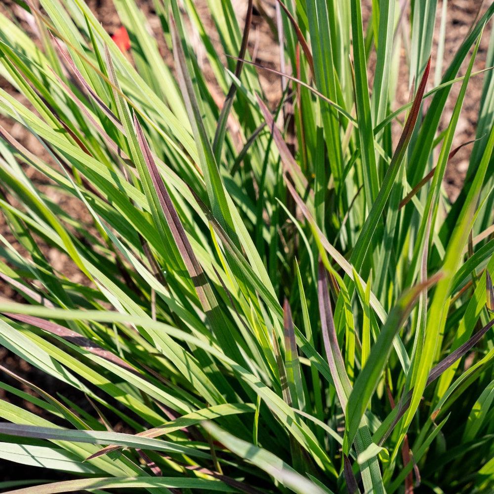 Schizachyrium scoparium 'Sandhill' ~ Sandhill Little Bluestem-ServeScape