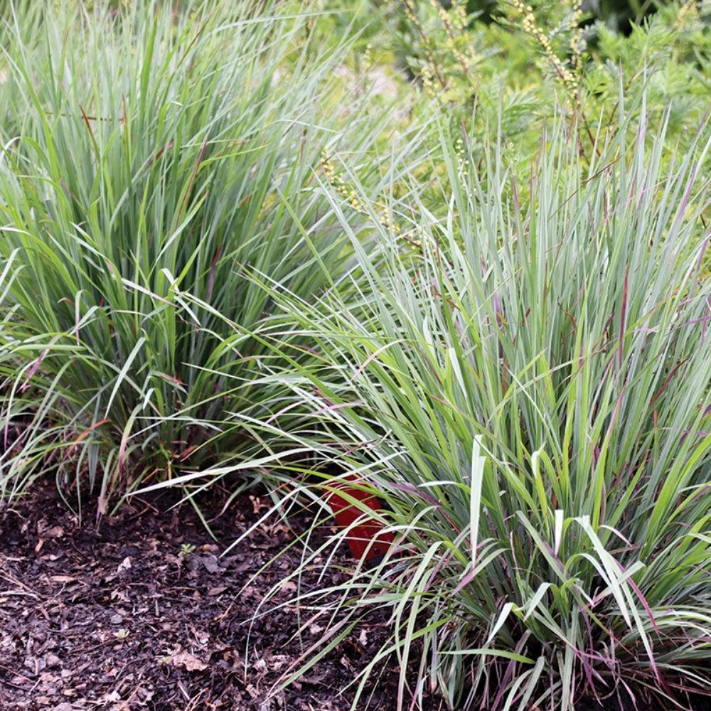 Schizachyrium scoparium 'Sandhill' ~ Sandhill Little Bluestem-ServeScape