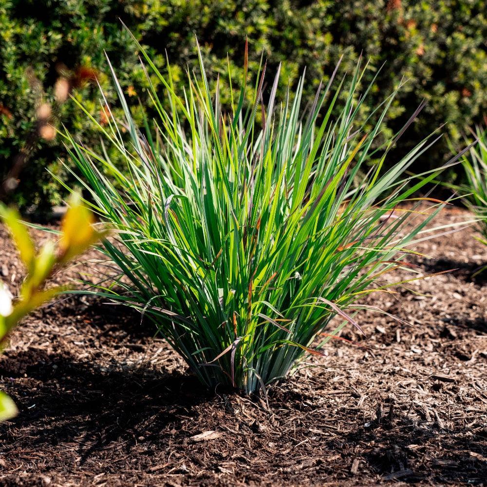 Schizachyrium scoparium 'Sandhill' ~ Sandhill Little Bluestem-ServeScape