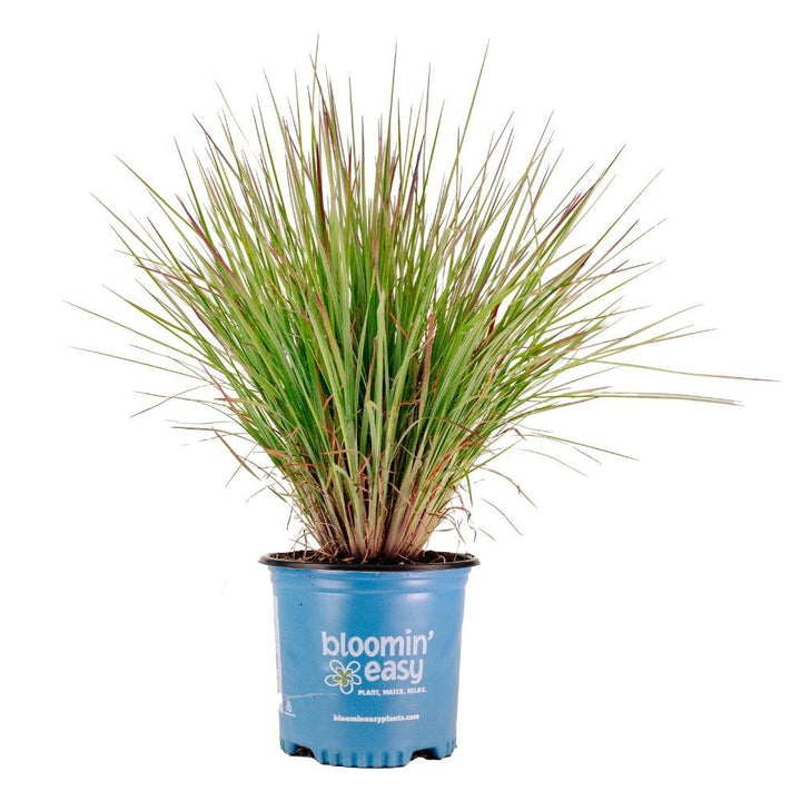 Schizachyrium scoparium 'Sandhill' ~ Sandhill Little Bluestem-ServeScape