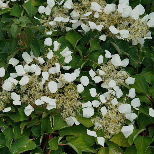 Schizophragma hydrangeoides 'Minsnow3' ~ Flirty Girl™ False Hydrangea-Vine-ServeScape