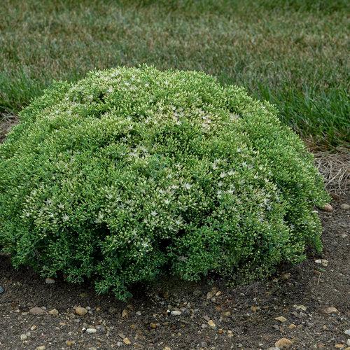 Sedum 'Bundle of Joy' ~ Rock 'N Round® Bundle of Joy Stonecrop-ServeScape