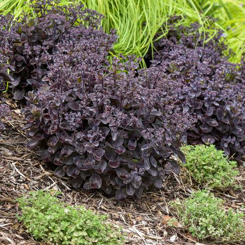 Sedum 'Back In Black' ~ Rock 'N Grow® Back In Black Stonecrop-ServeScape