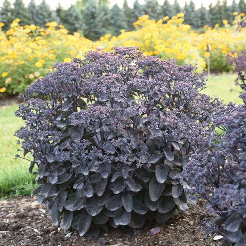 Sedum 'Back In Black' ~ Rock 'N Grow® Back In Black Stonecrop-ServeScape