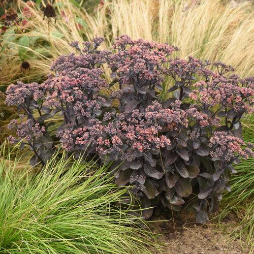 Sedum 'Back In Black' ~ Rock 'N Grow® Back In Black Stonecrop-ServeScape