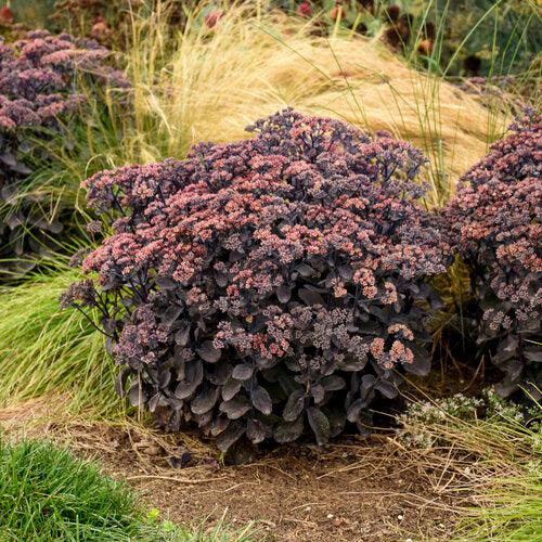 Sedum 'Back In Black' ~ Rock 'N Grow® Back In Black Stonecrop-ServeScape