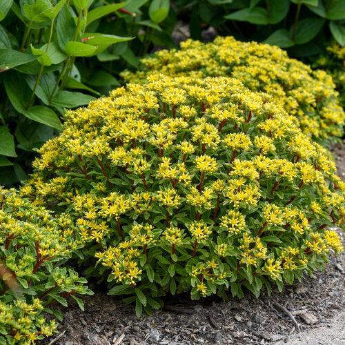 Sedum 'Bright Idea' ~ PW® Rock 'N Round® Bright Idea Stonecrop-ServeScape