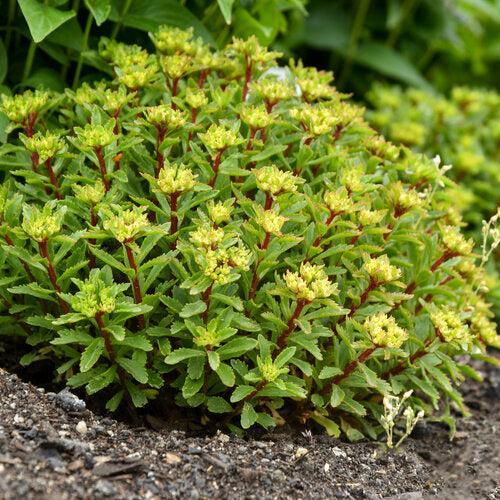 Sedum 'Bright Idea' ~ PW® Rock 'N Round® Bright Idea Stonecrop-ServeScape