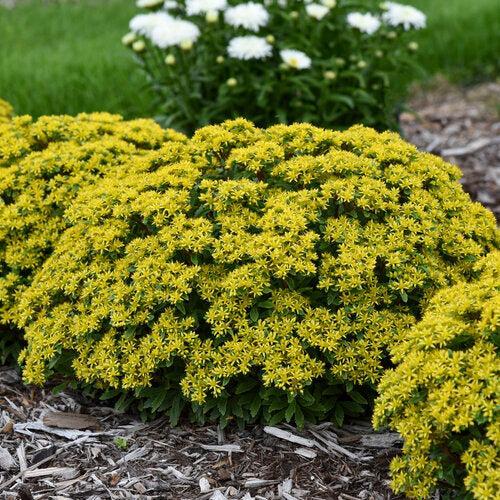Sedum 'Bright Idea' ~ PW® Rock 'N Round® Bright Idea Stonecrop-ServeScape
