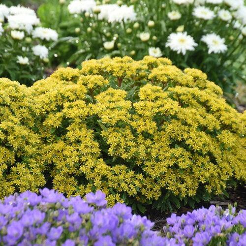 Sedum 'Bright Idea' ~ PW® Rock 'N Round® Bright Idea Stonecrop-ServeScape