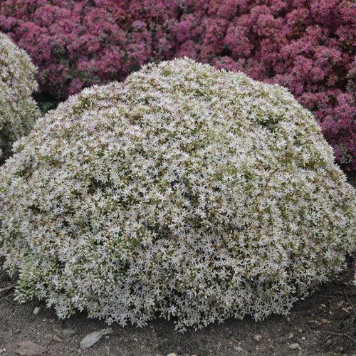 Sedum 'Bundle of Joy' ~ Rock 'N Round® Bundle of Joy Stonecrop-ServeScape